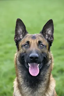 Malinois / Belgian Shepherd Dog