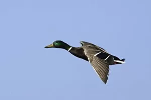 Images Dated 6th May 2005: Mallard