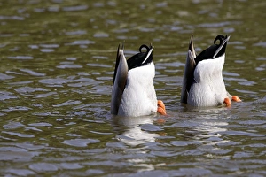 Images Dated 5th May 2005: Mallard
