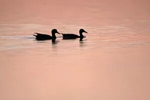 Mallard - 2 ducks swimming on lake at twilight