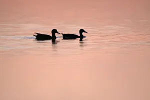 Sunsets And Sunrise Prints: Mallard - 2 ducks swimming on lake at twilight, Island of Texel, Holland
