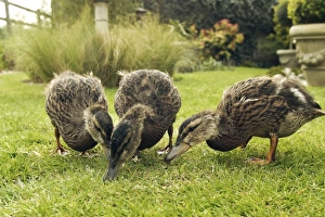 Images Dated 21st April 2007: Mallard - Three 2 month old ducklings pick up small crumbs of bread