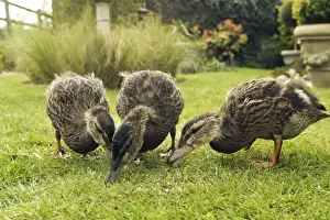 Mallards Prints: Mallard - Three 2 month old ducklings pick up small crumbs of bread