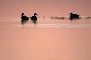 Mallards Prints: Mallard - 3 ducks resting on lake at twilight, Island of Texel, Holland