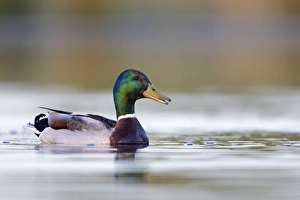 Images Dated 11th May 2009: Mallard