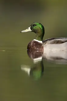 Riverside Prints: Mallard Adult drake Cleveland, UK
