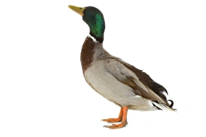 Images Dated 23rd June 2006: Mallard - Drake