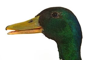 Images Dated 23rd June 2006: Mallard - Drake, close-up of head