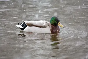 Mallards Prints: Mallard - drake duck in snow - UK