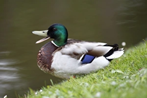 Images Dated 19th May 2010: Mallard - drake at edge of lake calling - Hessen - Germany