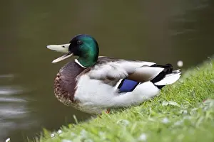 Mallards Prints: Mallard - drake at edge of lake calling - Hessen - Germany
