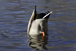 Mallard - Drake feeding underwater with tail in air. Lower Saxony, Germany