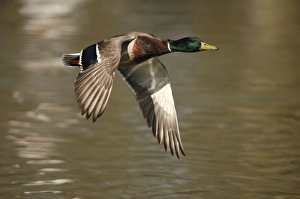 Images Dated 9th April 2007: Mallard - drake flying - Germany