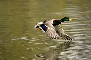 Images Dated 9th April 2007: Mallard - drake flying - Germany