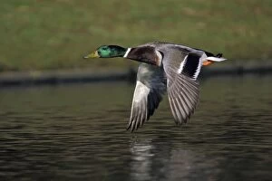 Images Dated 5th December 2005: Mallard - Drake flying over lake. Lower Saxony, Germany