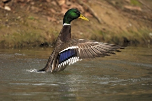 Images Dated 9th April 2007: Mallard - drake- Germany