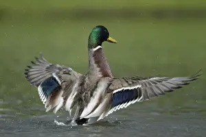 Mallards Prints: Mallard - drake on lake flapping wings - Hessen - Germany