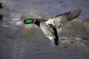 Mallard - Drake flying over lake