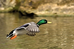 Images Dated 9th April 2007: Mallard - drake landing, Germany