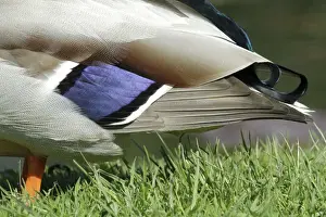 Mallards Prints: Mallard - drake showing wing spectrum - Hessen - Germany
