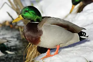 Lakes Prints: Mallard - Drake standing at side of frozen lake, winter. Lower Saxony, Germany
