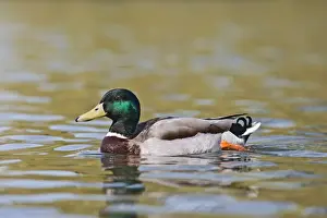 Mallards Prints: Mallard - drake swimming - Hertfordshire UK 9525