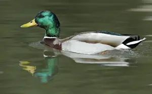 Mallards Prints: Mallard - drake swimming on lake - Hessen - Germany
