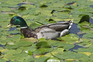 Images Dated 27th June 2005: Mallard - Drake swimming in waterlilies in Edinburgh Botanic Gardens, Scotland