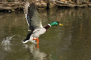 Images Dated 9th April 2007: Mallard - drake taking off - Germany