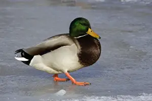 Mallard - drake walking on ice