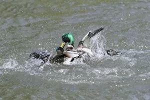 Images Dated 7th April 2010: Mallard - two drakes fighting over duck during breeding season