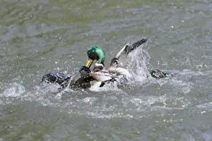 Mallards Prints: Mallard - two drakes fighting over duck during breeding season - Hessen - Germany