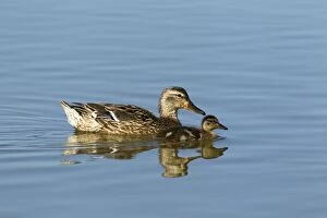 Mallard - Duck with chick