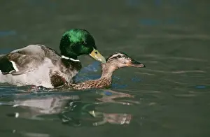 Mallards Prints: Mallard Duck COS 81 Mating, Sussex, UK. Anas platyrhynchos © Bill Coster / ardea. com