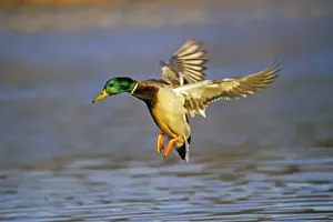 Landing Prints: Mallard duck - drake landing on pond