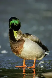 Lakes Prints: Mallard Duck drake - preening. bd361