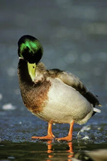 Mallard Duck drake - preening, standing on frozen pond