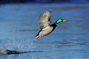 Mallard Duck drake - taking off
