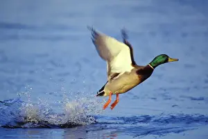 Mallard duck - drake taking off bd556