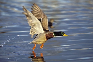 Images Dated 18th May 2005: Mallard duck - drake taking off. kb4790