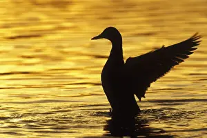 Mallard Duck - drying wings at sunset. Washington, British Columbia, Pacific Northwest. bd750