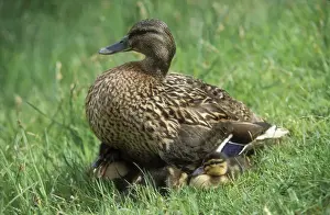 Mallard Duck Duck with young ducklings resting