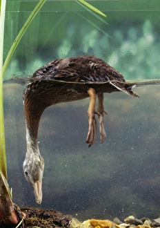 Images Dated 1st December 2004: Mallard Duck Duckling, 4 weeks