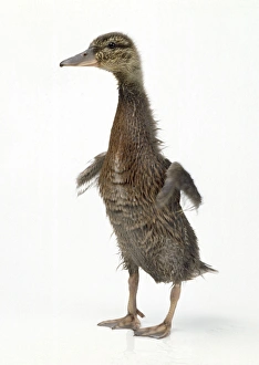Images Dated 13th December 2006: Mallard Duck - duckling 4 weeks old