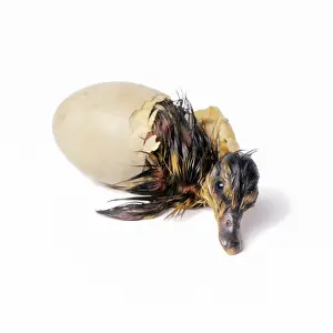Hatchling Prints: Mallard Duck - duckling hatching. Sequence 2 of 4