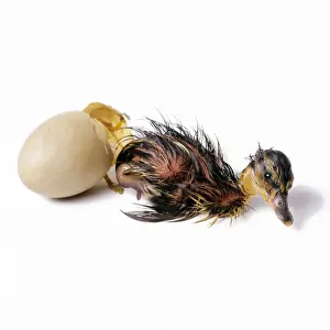 Mallard Duck - duckling hatching. Sequence 3 of 4