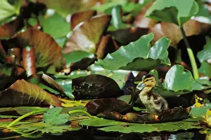 Waterlily Prints: Mallard duck - duckling on lily pad bd671