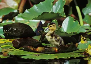 Waterlily Prints: Mallard duck - duckling on lily pad bd671