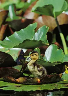 Waterlily Prints: Mallard duck - duckling on lily pad bd671