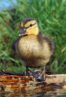 Images Dated 14th August 2007: Mallard Duck - duckling on log in pond